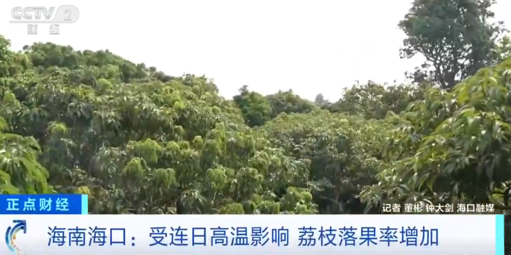 开云体育-大范围持续性高温天气，局地达到40℃以上，海南：热到荔枝都自闭了